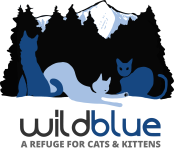 Wild Blue Cats – A Refuge For Cats 